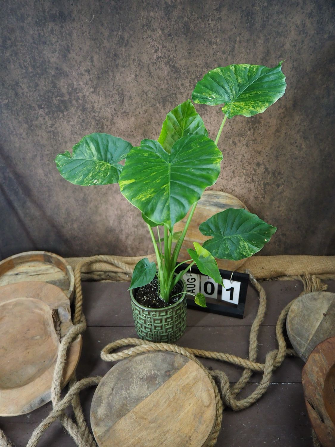Alocasia gageana Aurea XL #1