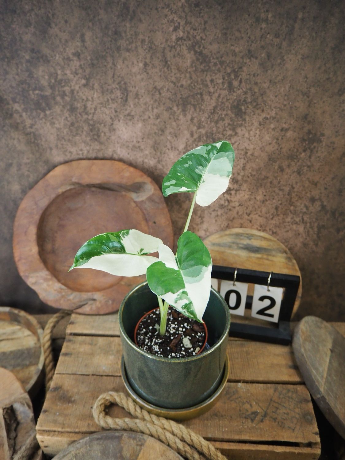 Alocasia Macrorrhiza Albo Variegata #2