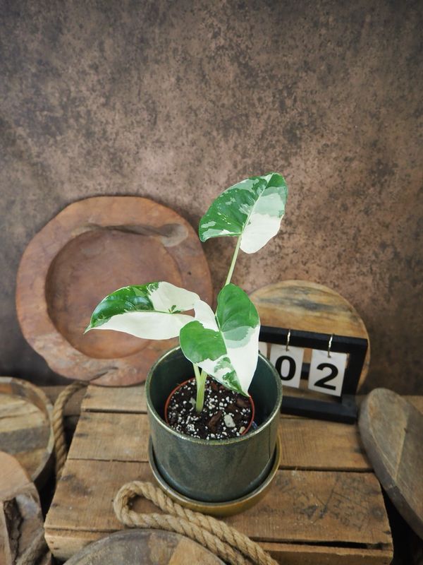 Alocasia Macrorrhiza Albo Variegata #2 Alocasia Macrorrhiza Albo Variegata #2