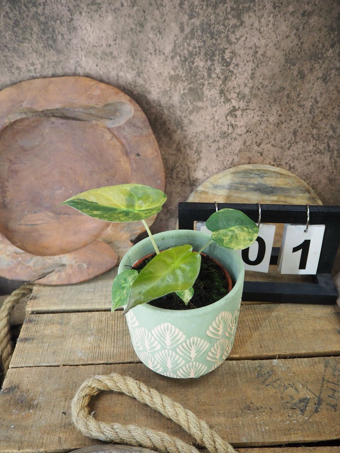 Alocasia Wentii Aurea Variegata #1