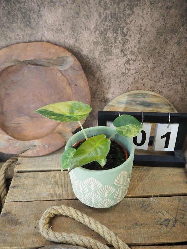 Alocasia Wentii Aurea Variegata #1 Alocasia Wentii Aurea Variegata #1