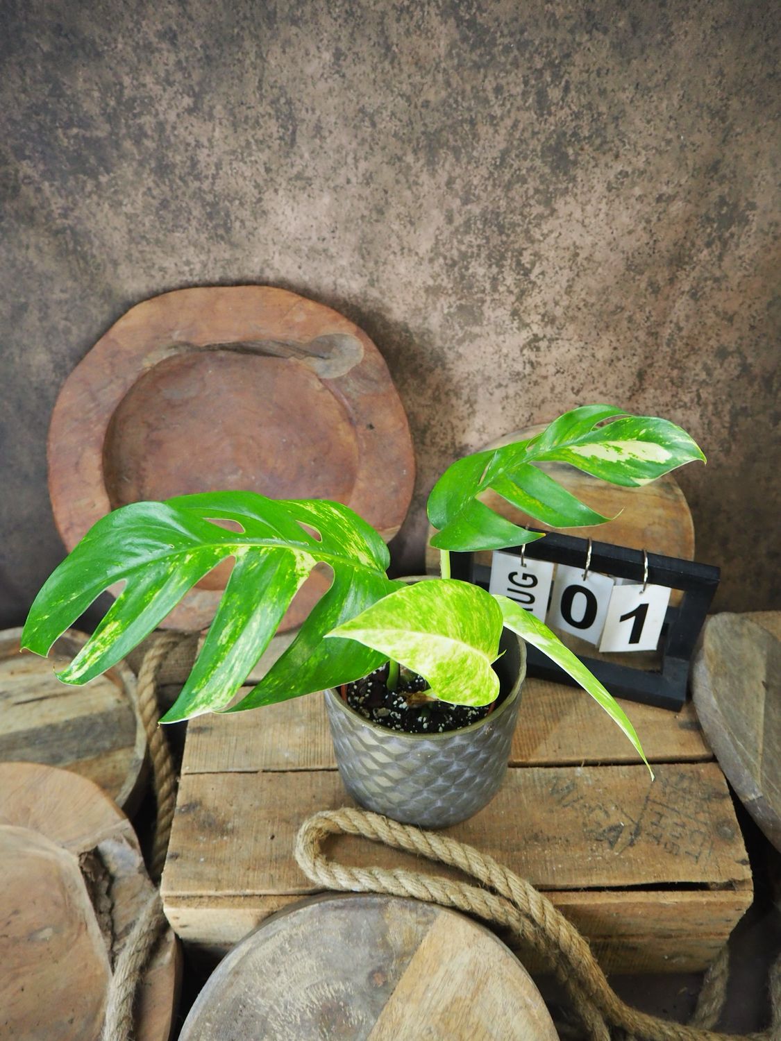 Epipremnum kujang Yellow Flame #S1