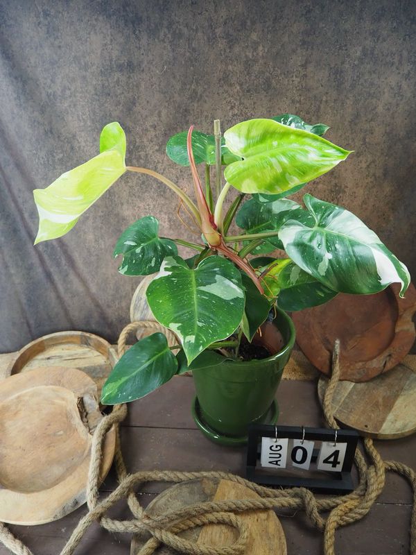 Philodendron Aurea Tricolor #4 Philodendron Aurea Tricolor #4