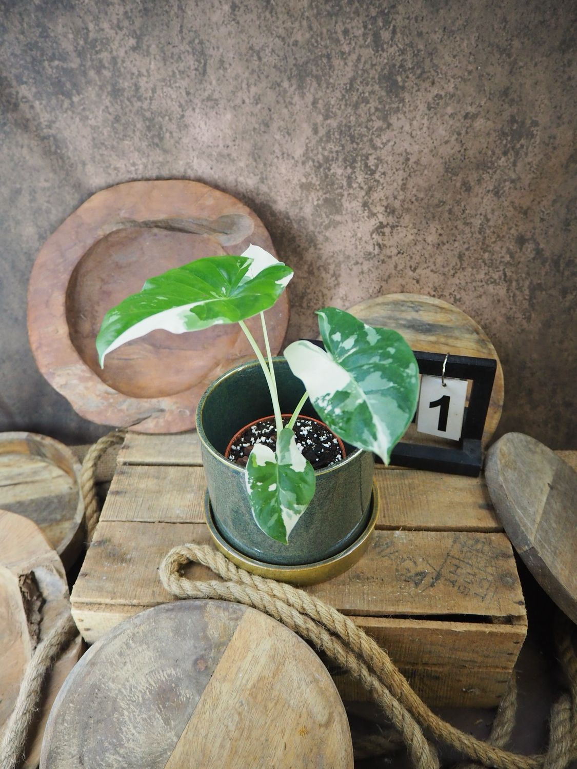 Alocasia Macrorrhiza Albo Variegata #1