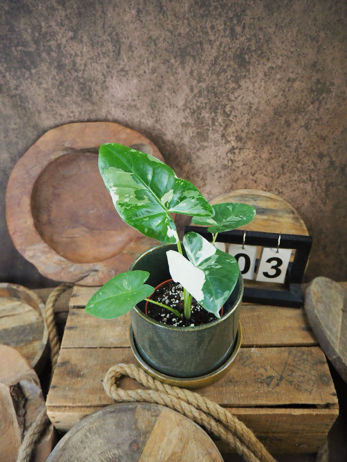 Alocasia Macrorrhiza Albo Variegata #3