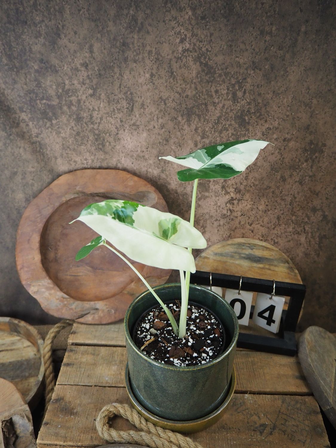Alocasia Macrorrhiza Albo Variegata #4