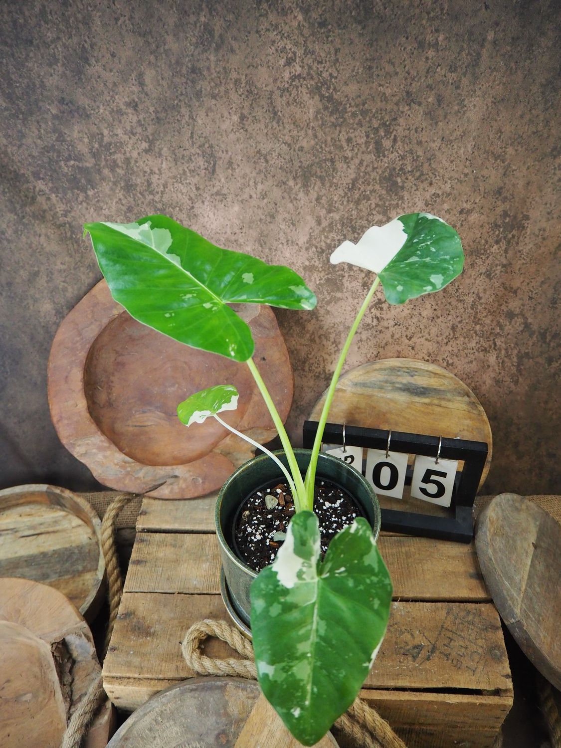 Alocasia Macrorrhiza Albo Variegata #5