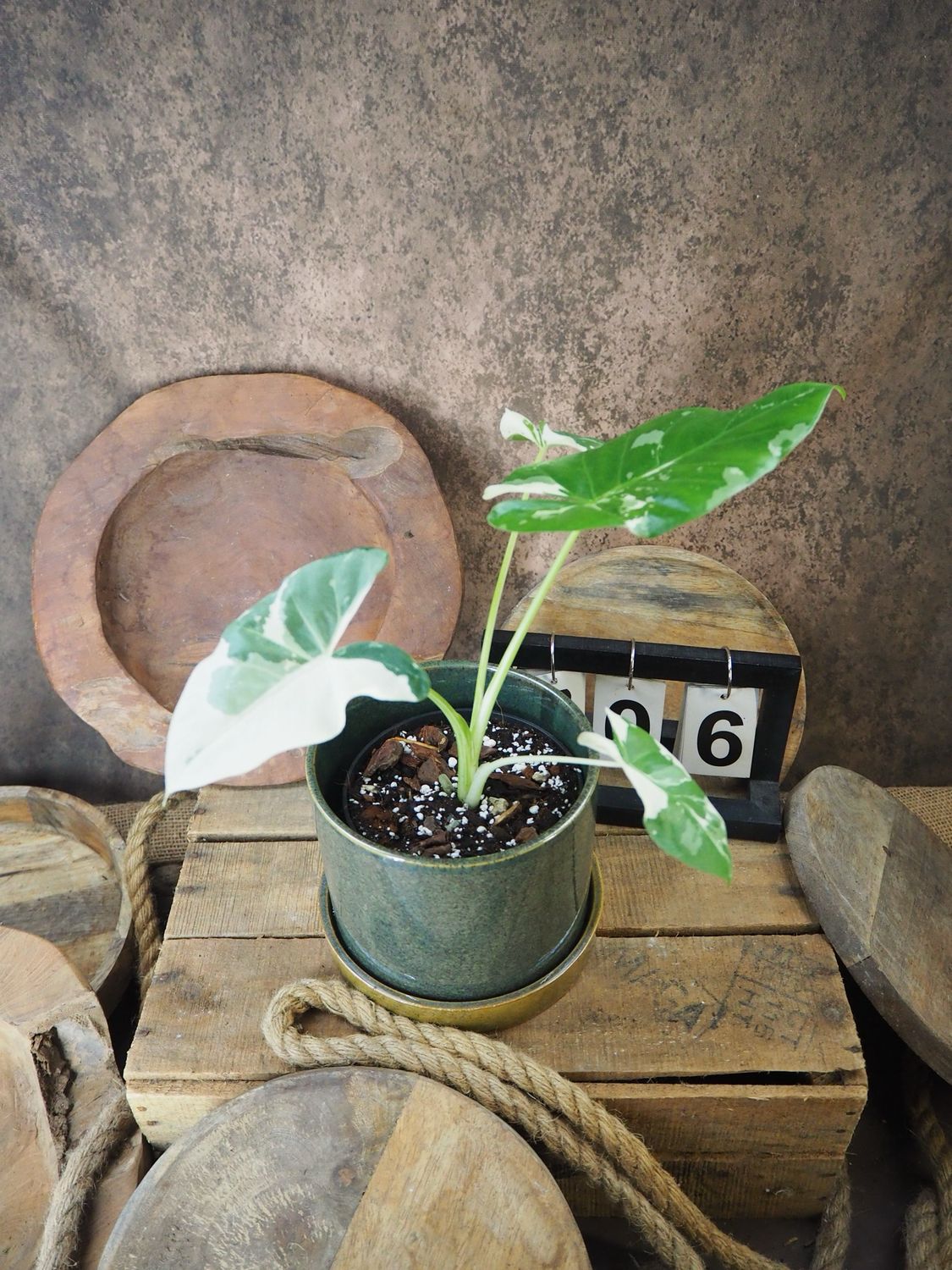 Alocasia Macrorrhiza Albo Variegata #6
