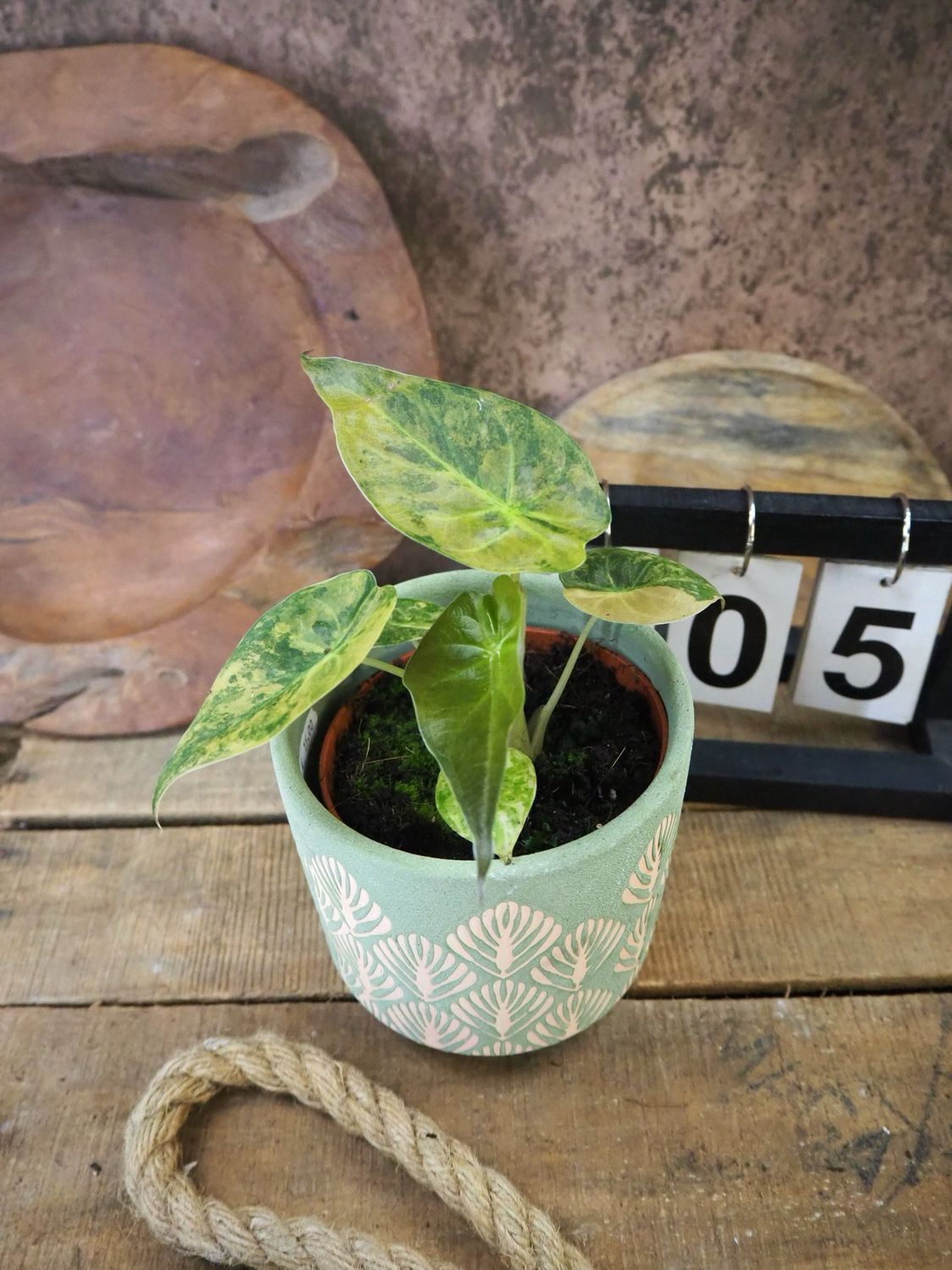 Alocasia Wentii Aurea Variegata #5