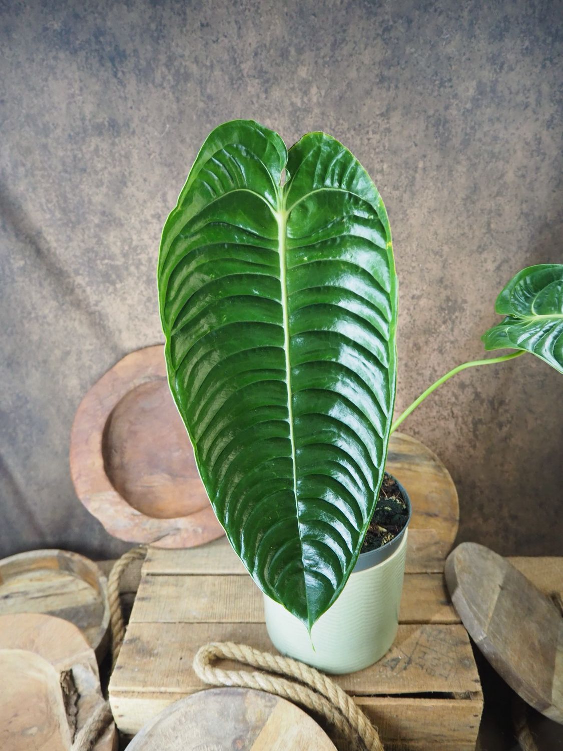 Anthurium Veitchii Narrow