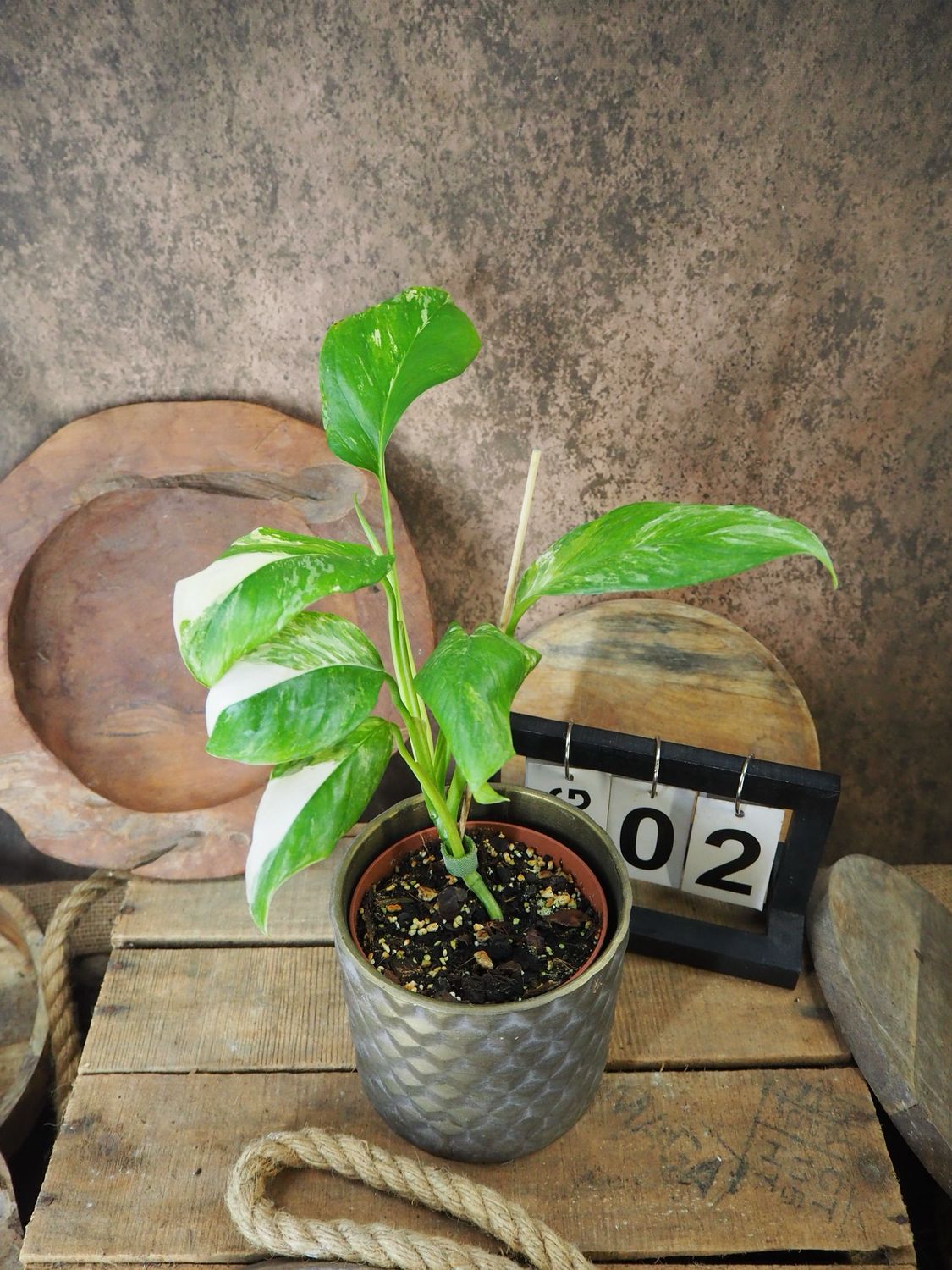 Monstera lechleriana Variegata #2