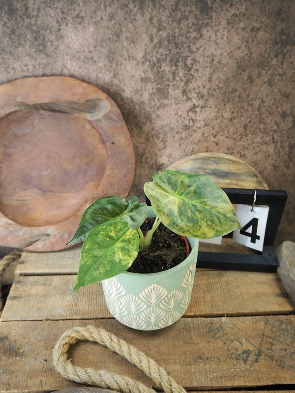 Alocasia Wentii Aurea Variegata #4 Alocasia Wentii Aurea Variegata #4