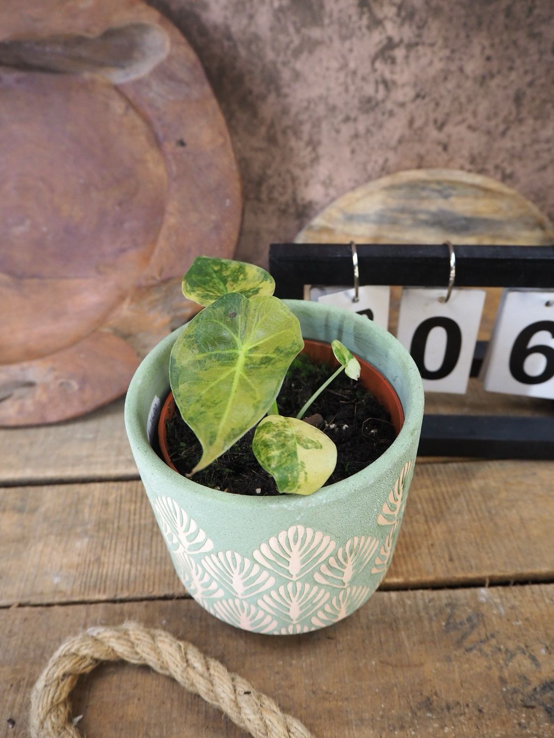 Alocasia Wentii Aurea Variegata #6