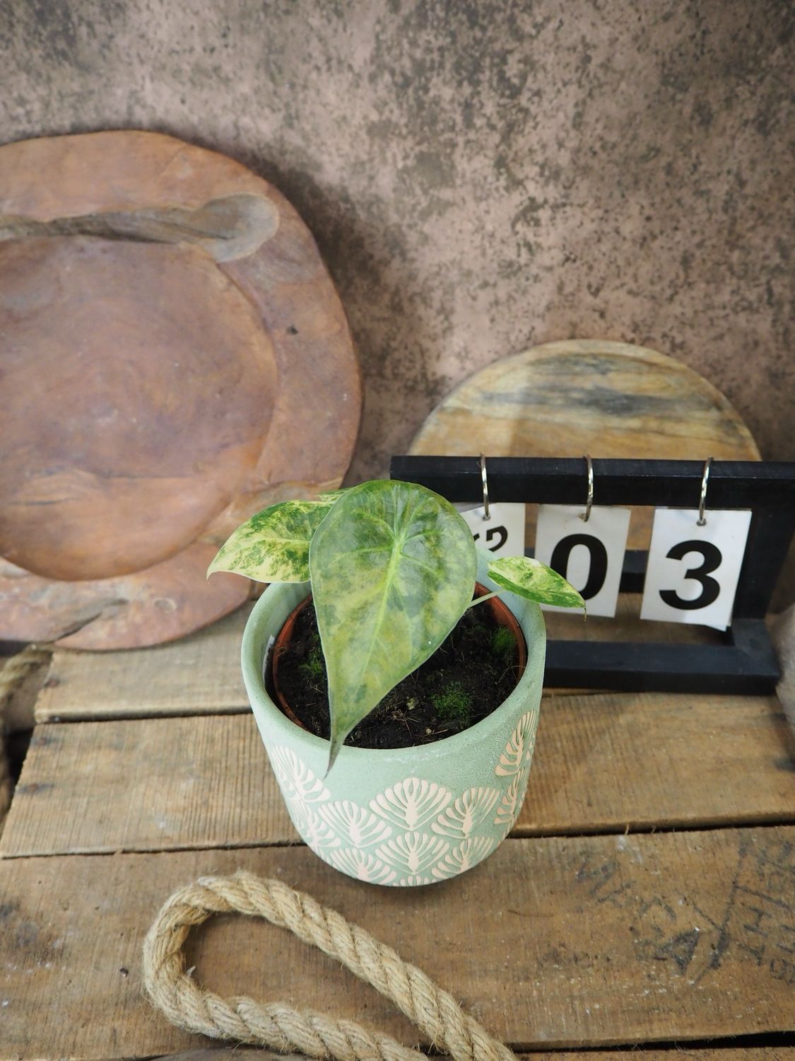 Alocasia Wentii Aurea Variegata #3