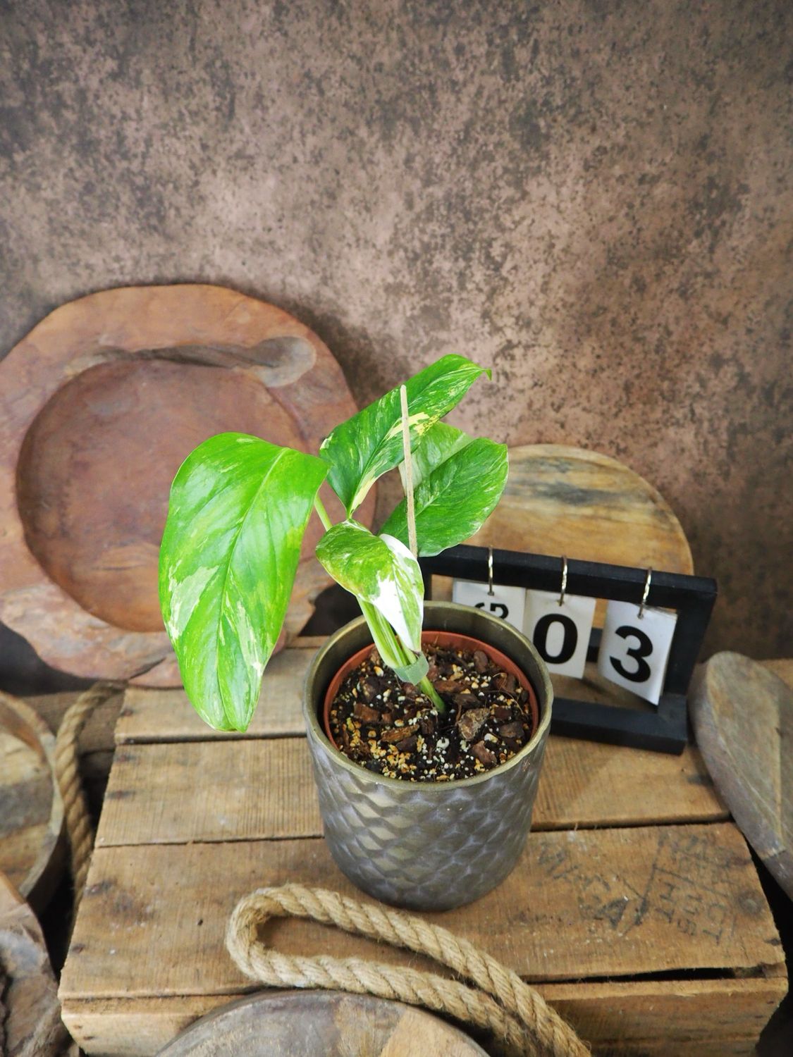 Monstera lechleriana Variegata #3
