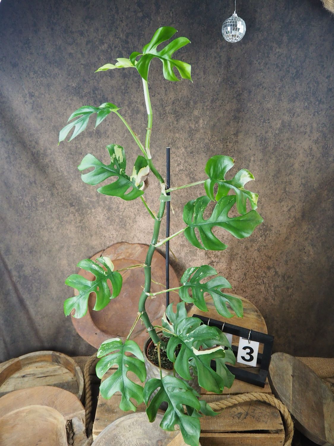 Monstera Minima Albo Variegata - Rhaphidophora tetrasperma #3