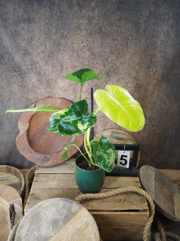 Philodendron Burle Marx Variegata #5 Philodendron Burle Marx Variegata #5