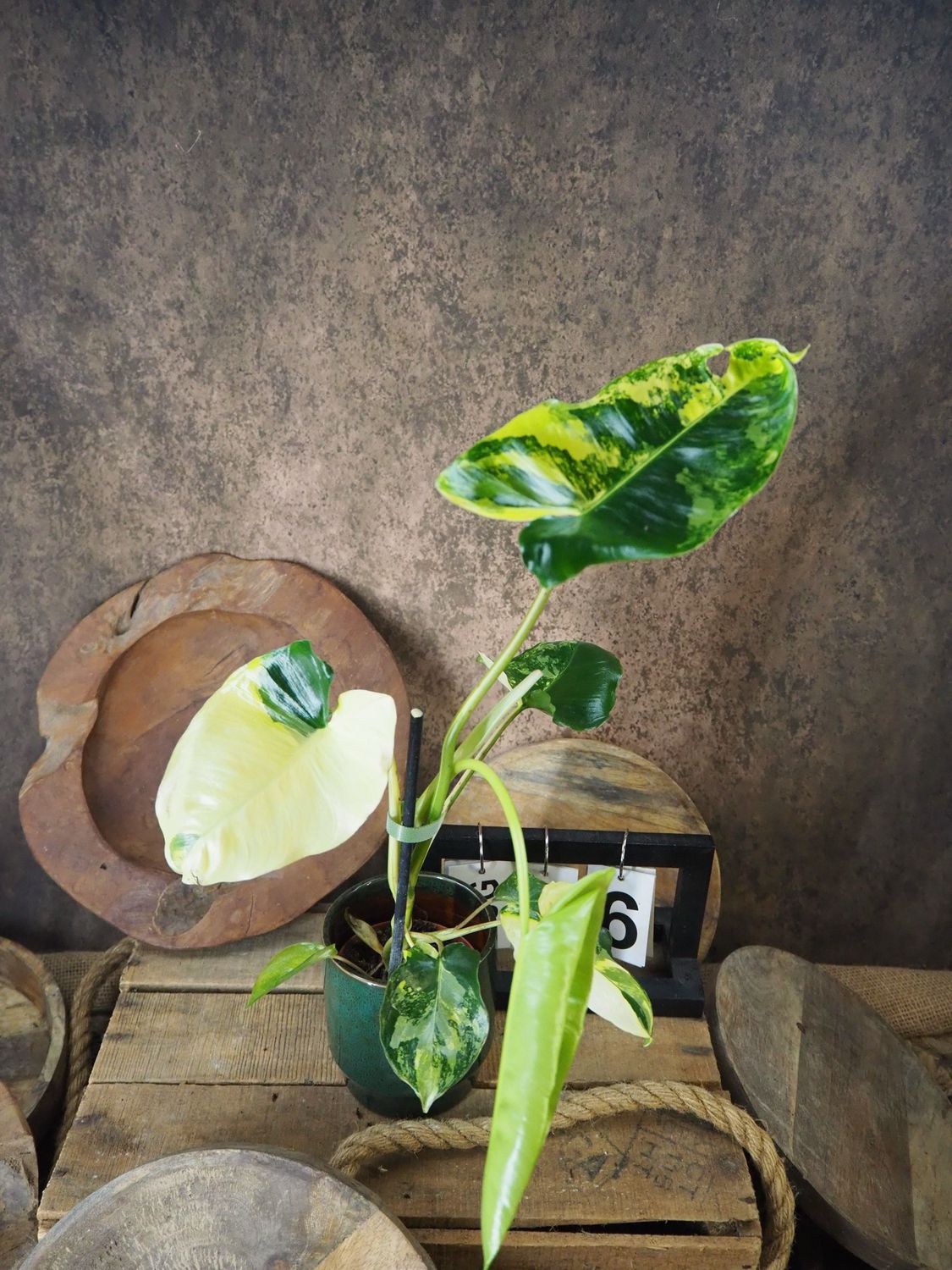 Philodendron Burle Marx Variegata #6