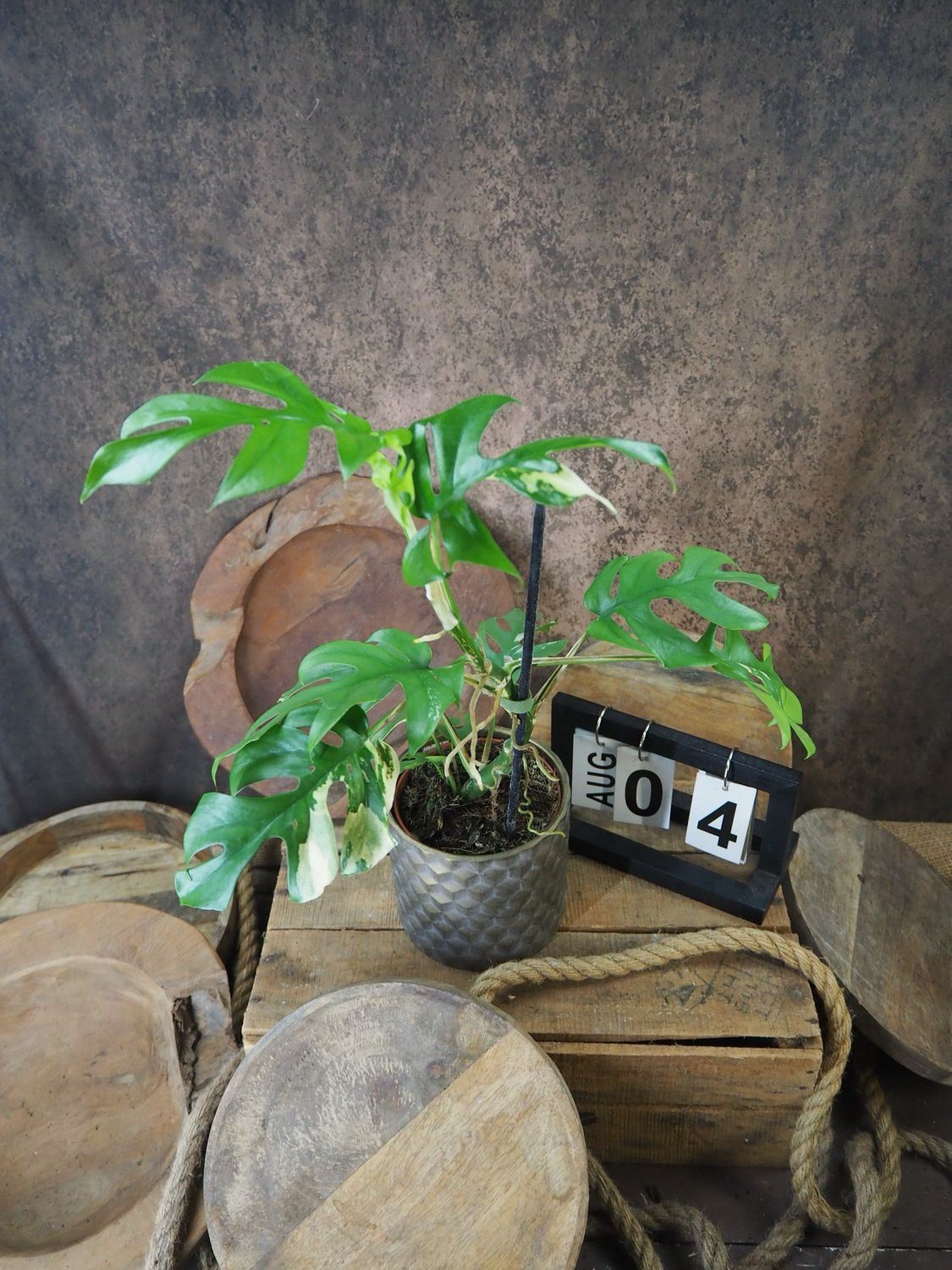 Monstera Minima Albo Variegata - Rhaphidophora tetrasperma #4