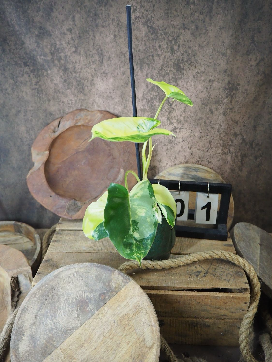 Philodendron Burle Marx Variegata #1