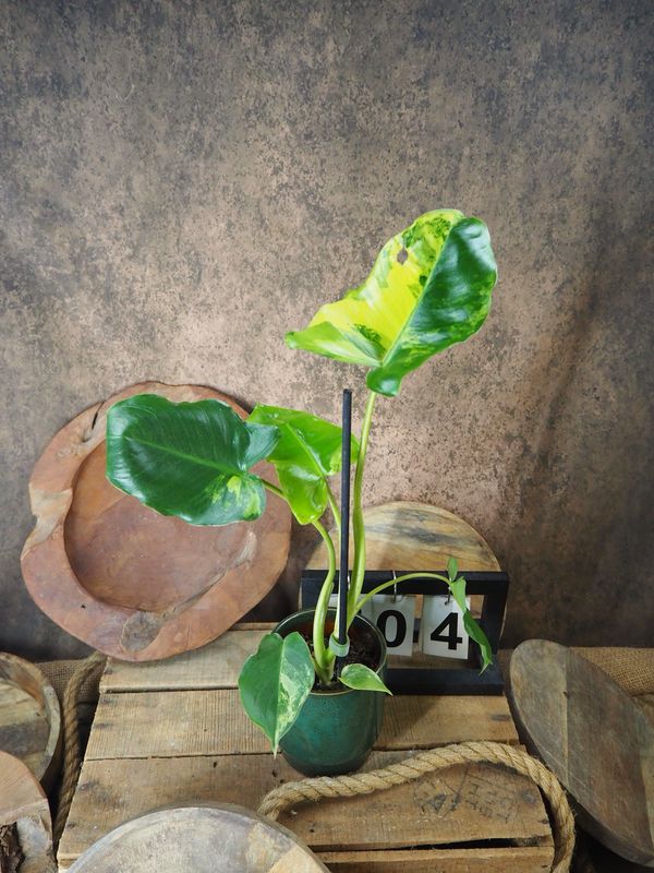 Philodendron Burle Marx Variegata #4 Philodendron Burle Marx Variegata #4