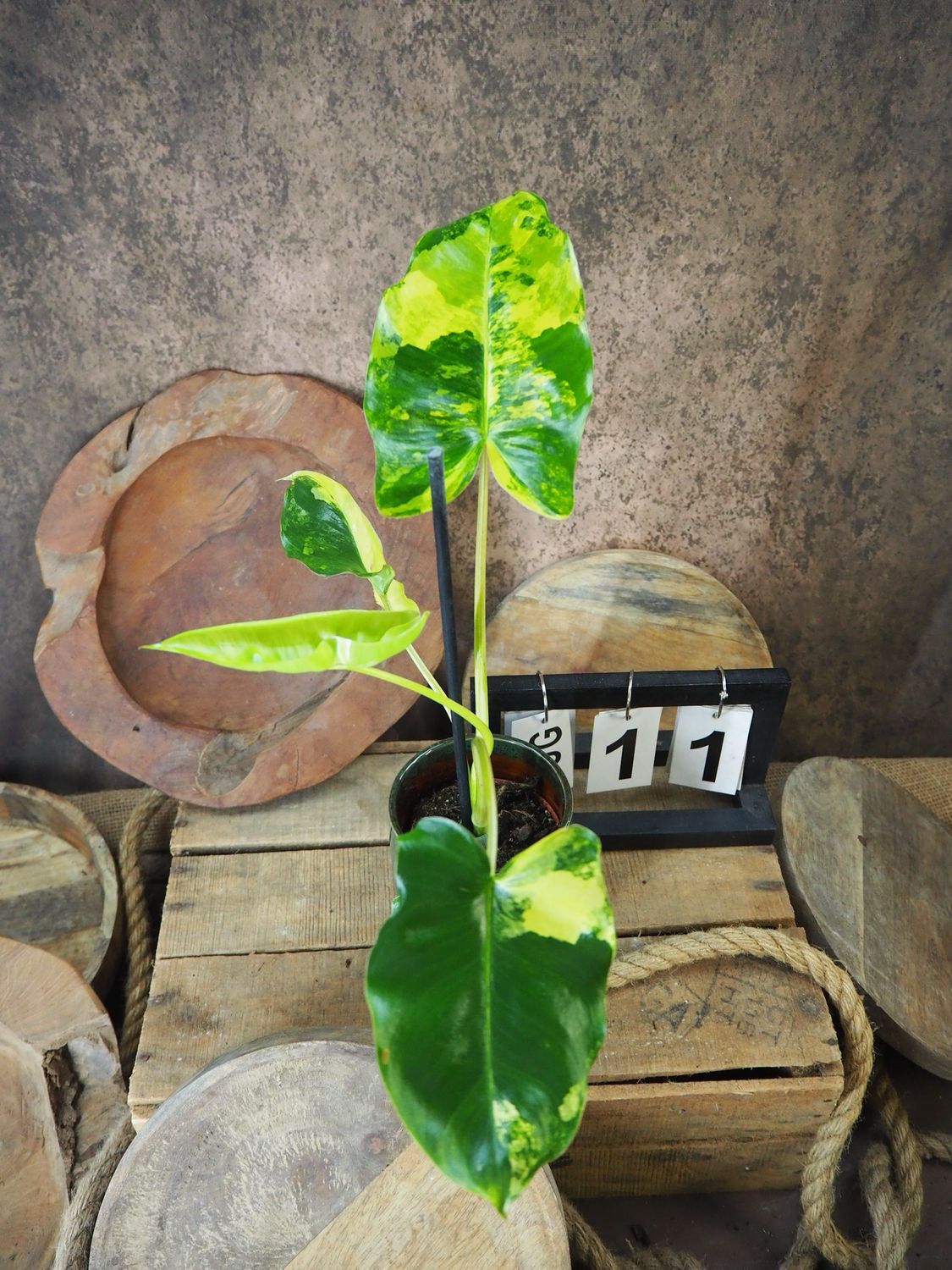 Philodendron Burle Marx Variegata #11