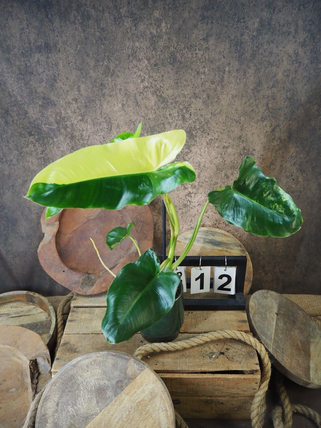 Philodendron Burle Marx Variegata #12