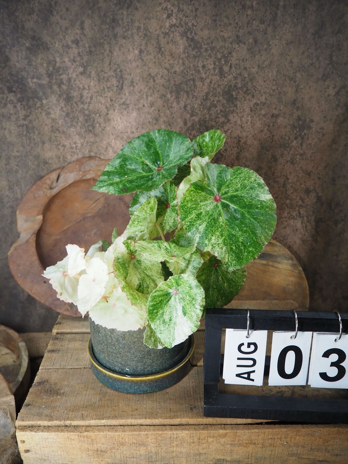 Begonia Rouge Variegata #3