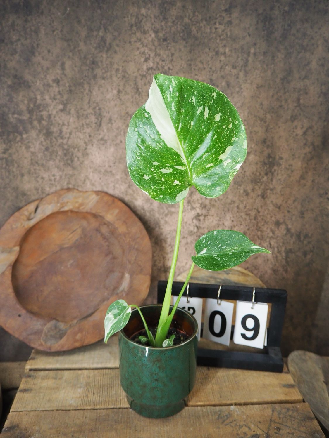 Monstera Thai Constellation S #9