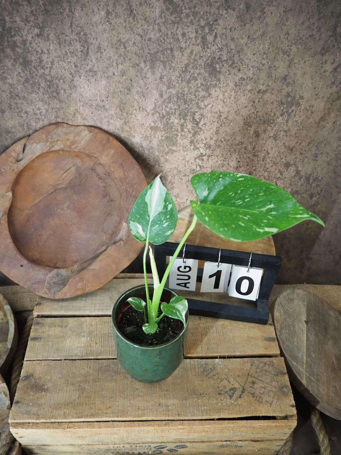 Monstera Thai Constellation S #10