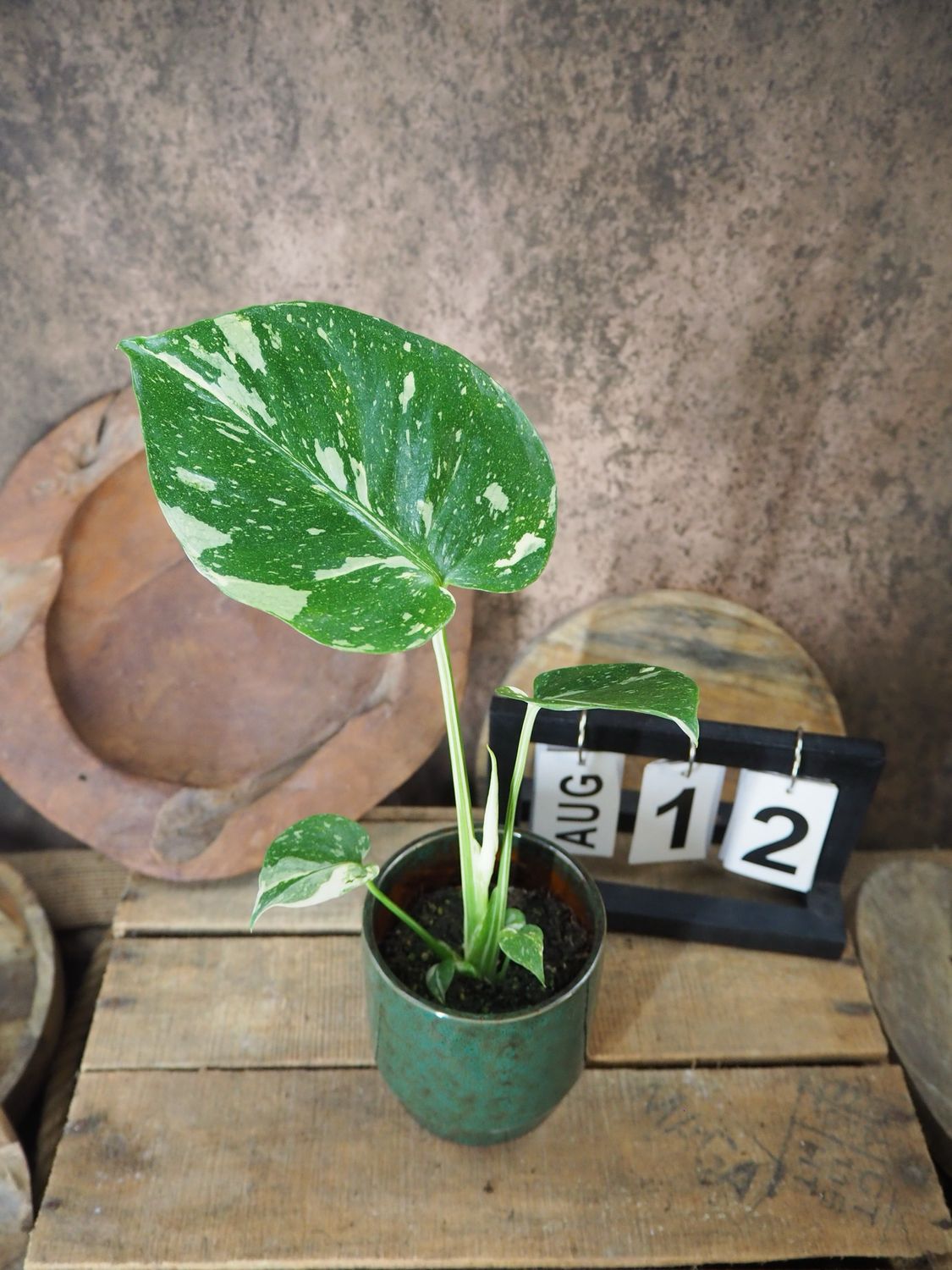 Monstera Thai Constellation S #12