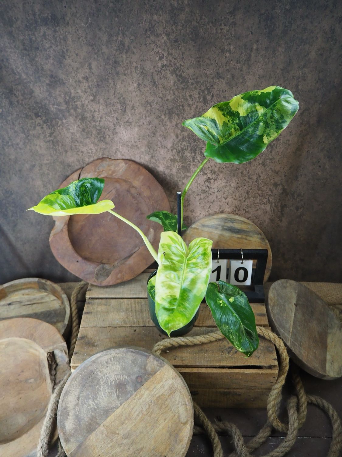 Philodendron Burle Marx Variegata #10