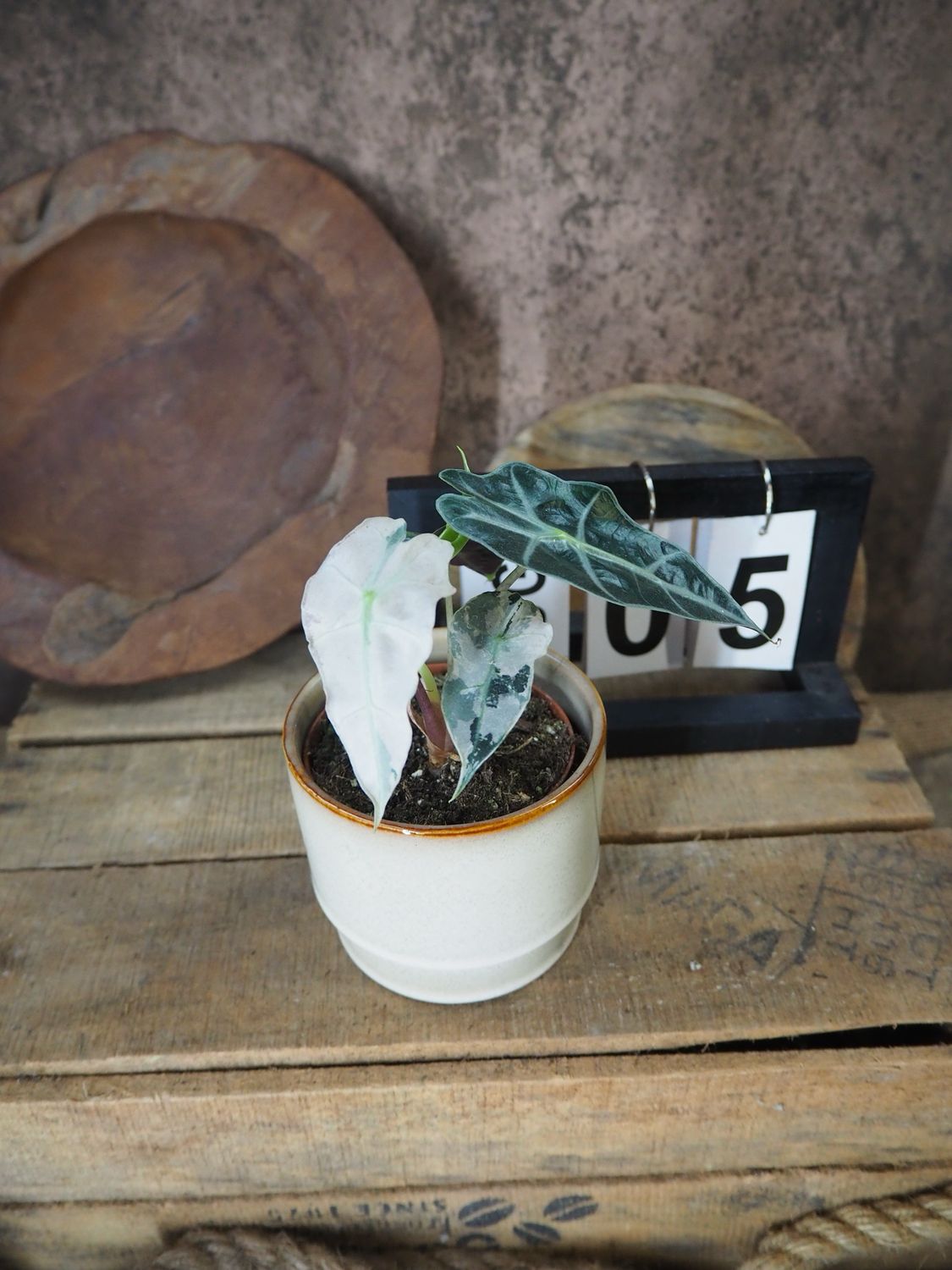 Alocasia Polly Pink Variegata #5