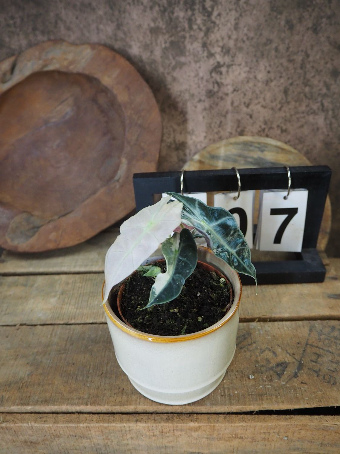Alocasia Polly Pink Variegata #7