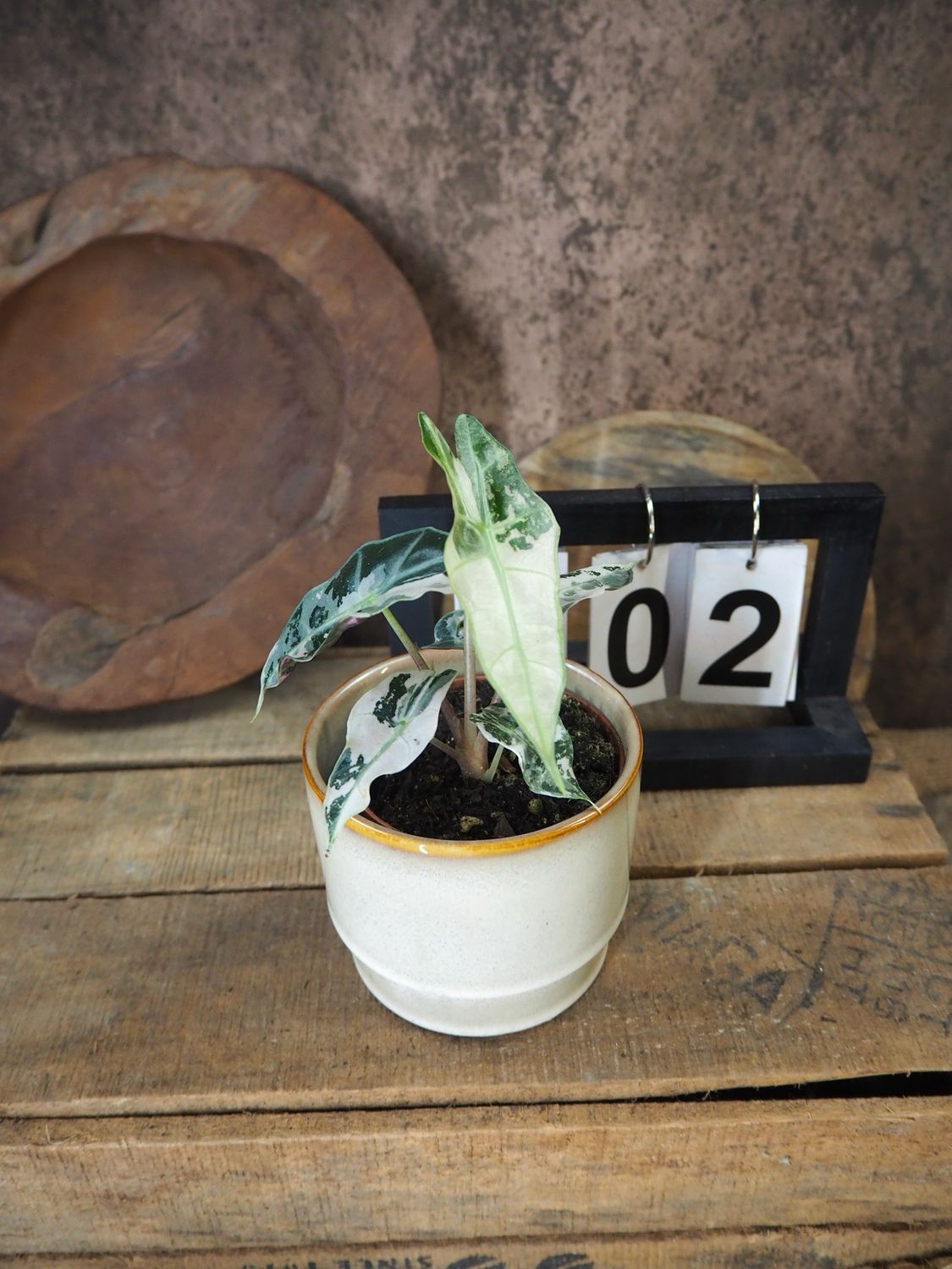 Alocasia Polly Pink Variegata #2