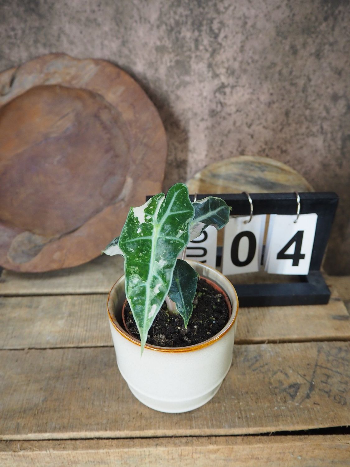 Alocasia Polly Pink Variegata #4