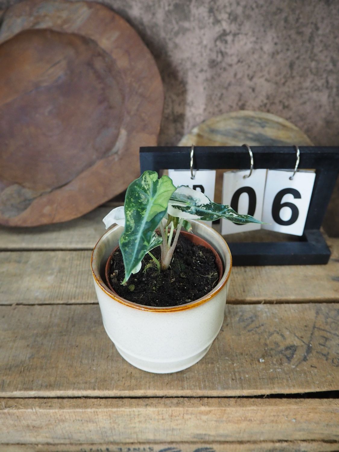 Alocasia Polly Pink Variegata #6