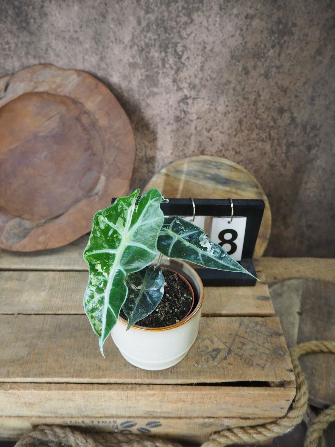 Alocasia Polly Pink Variegata #8