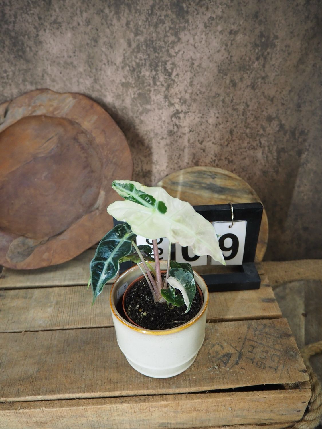 Alocasia Polly Pink Variegata #9