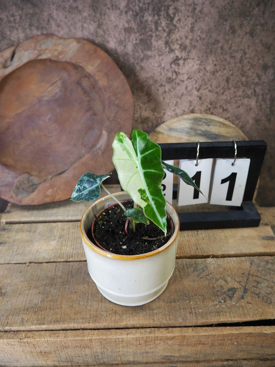 Alocasia Polly Pink Variegata #11