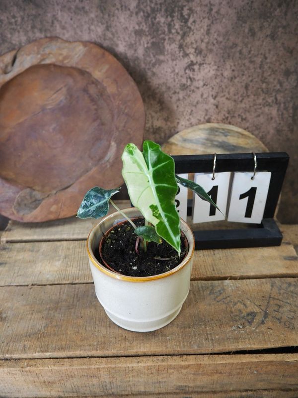 Alocasia Polly Pink Variegata #11 Alocasia Polly Pink Variegata #11
