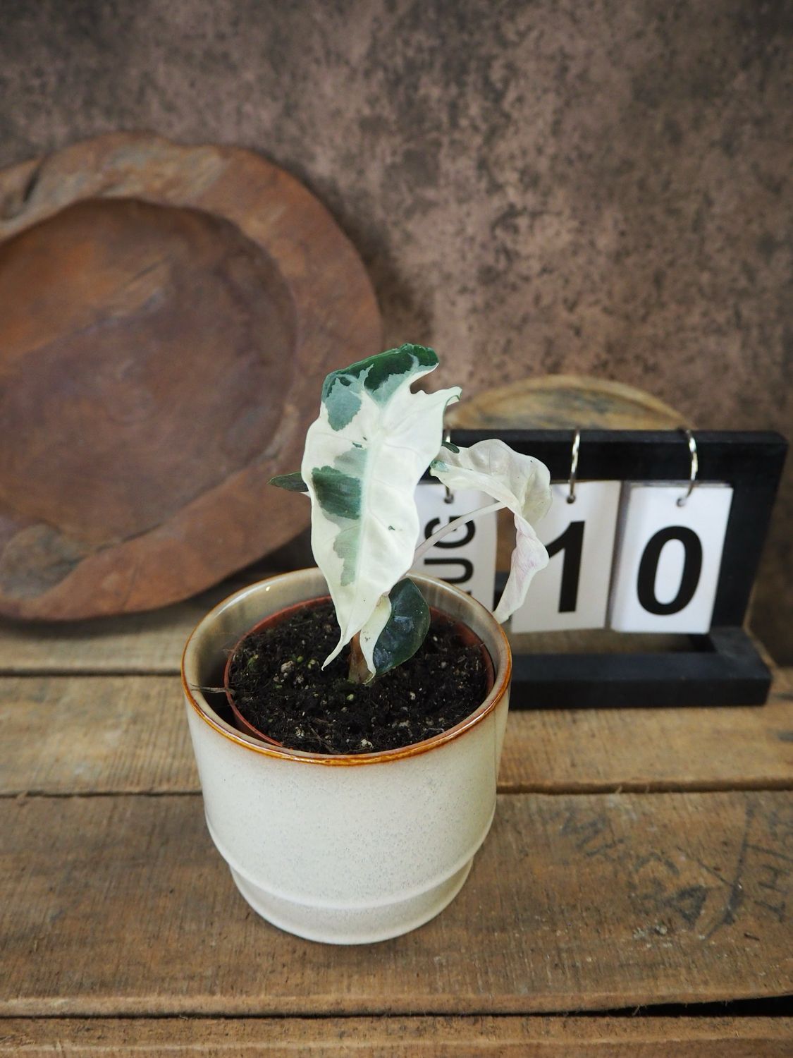 Alocasia Polly Pink Variegata #10