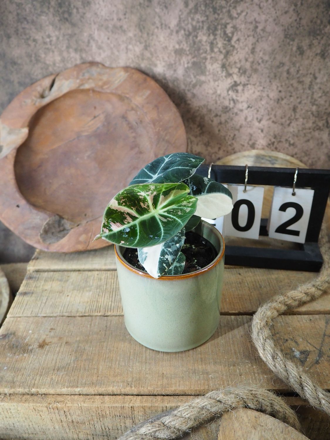 Alocasia Black Velvet Pink Variegata #2
