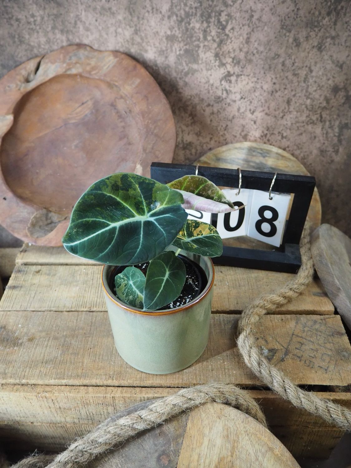 Alocasia Black Velvet Gold Variegata #8