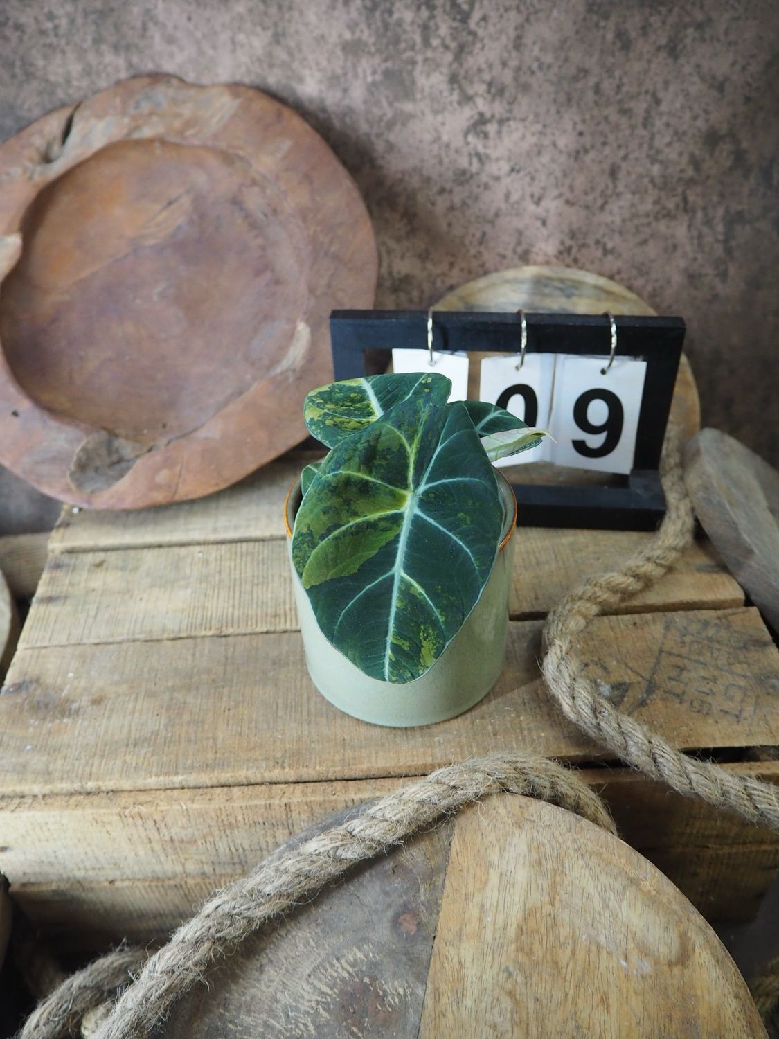 Alocasia Black Velvet Gold Variegata #9