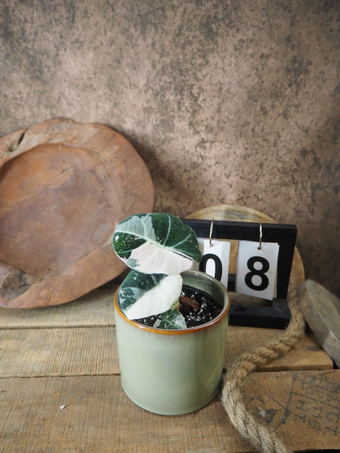 Alocasia Black Velvet Pink Variegata #8
