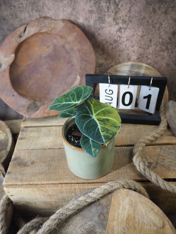 Alocasia Black Velvet Gold Variegata #1 Alocasia Black Velvet Gold Variegata #1