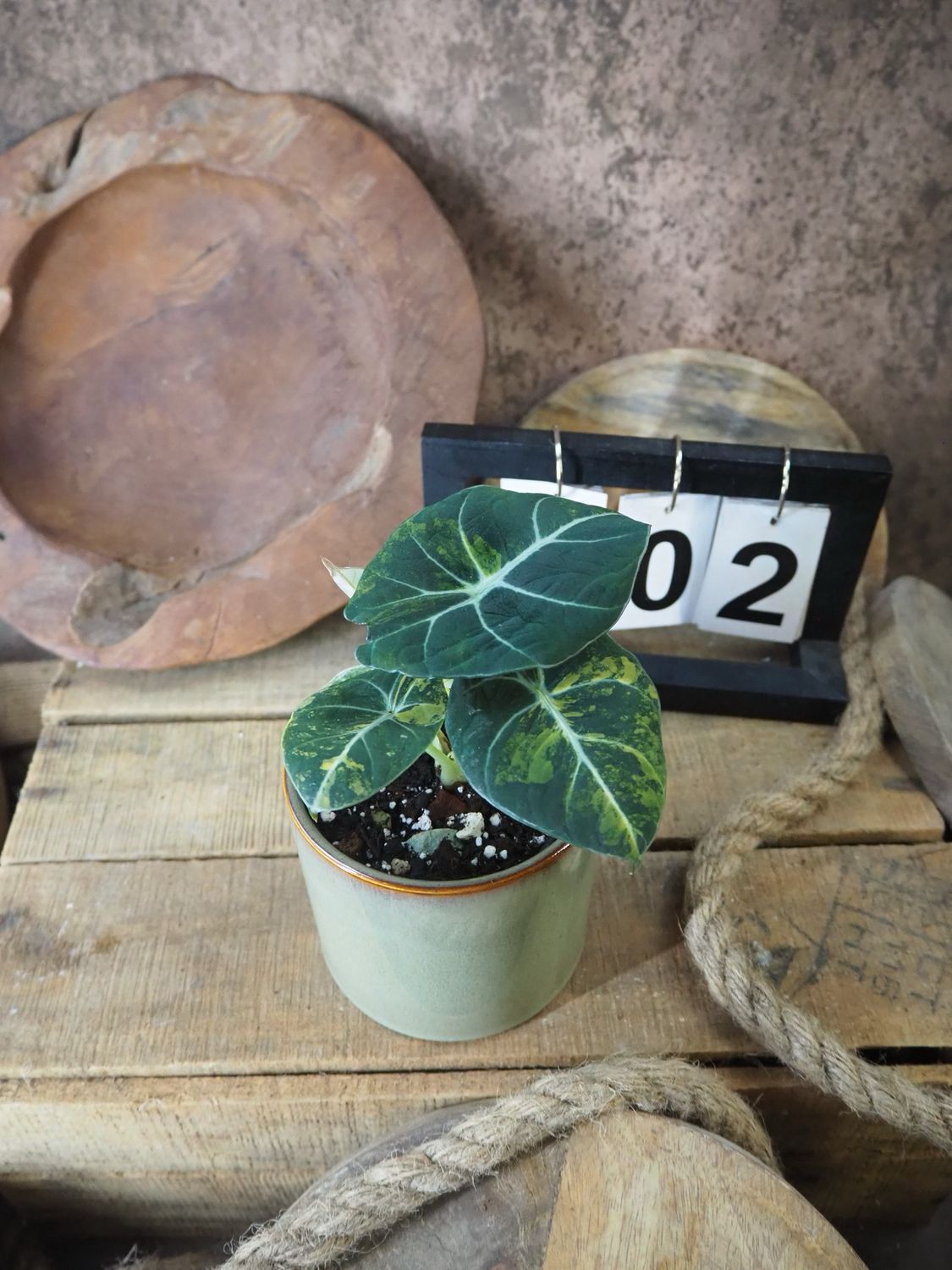 Alocasia Black Velvet Gold Variegata #2