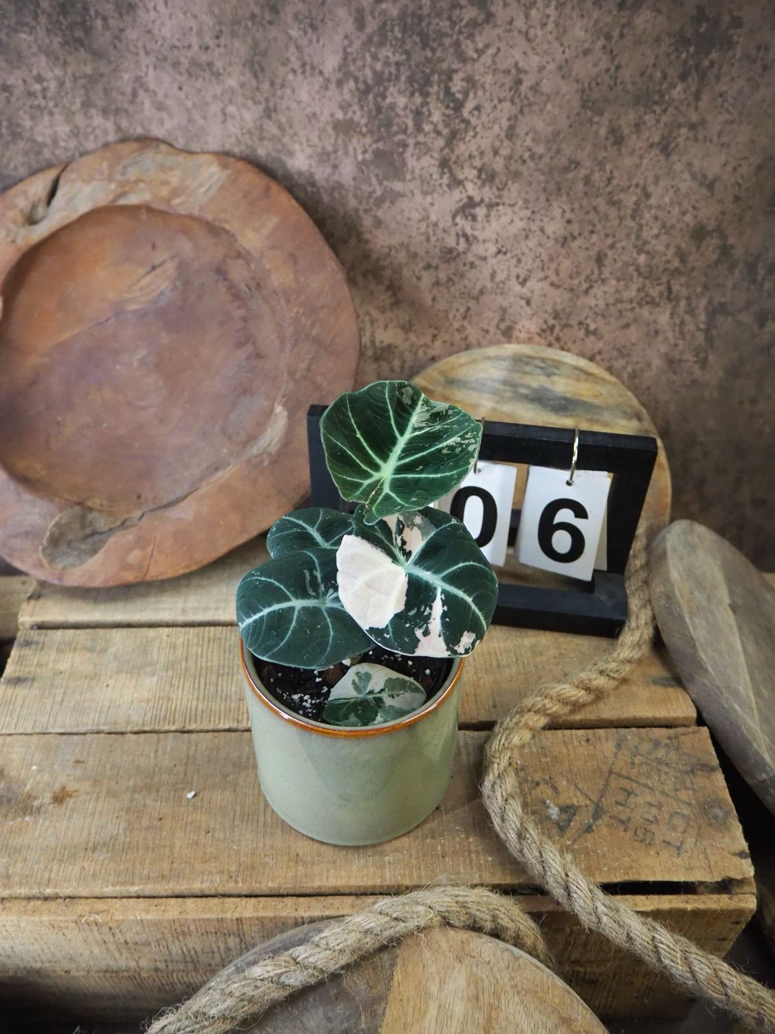 Alocasia Black Velvet Pink Variegata #6