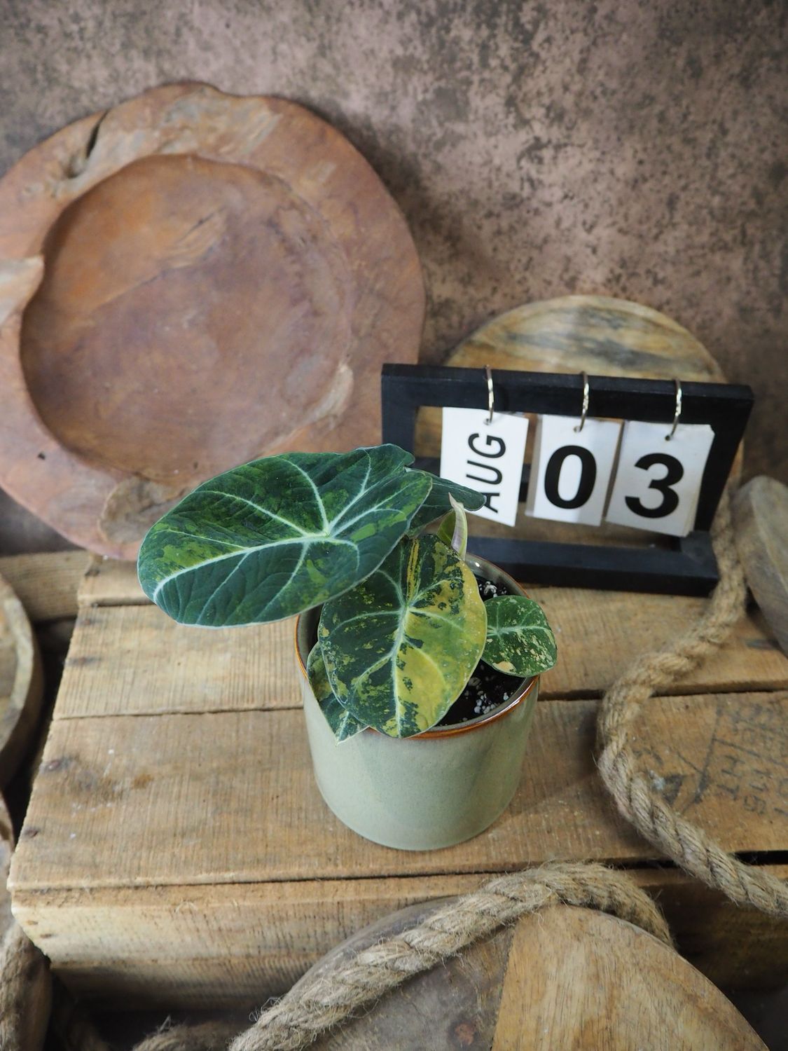 Alocasia Black Velvet Gold Variegata #3